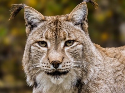 Euraziatische lynx - De Zonnegloed - Dierenpark - Dieren opvangcentrum - Sanctuary